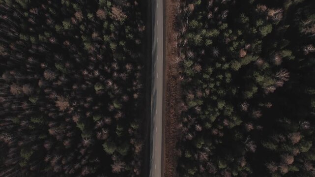 Drone footage, top-down view of a straight empty asphalt road cutting through mixed conifer and birch forest in the Ural Mountains, Russia, in late autumn light