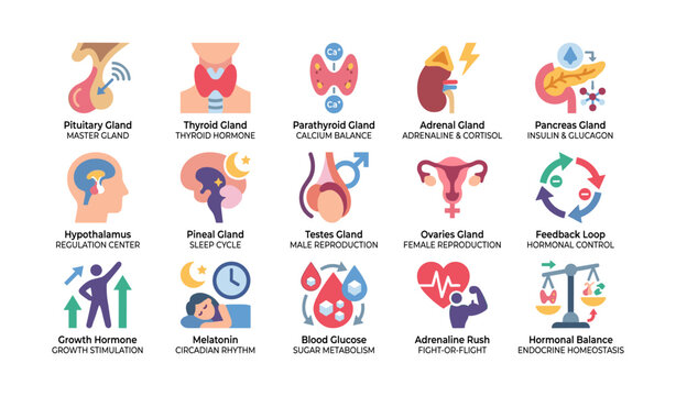 Endocrine system icons illustrating glands and hormones on white