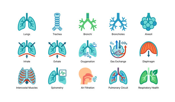 Respiratory anatomy and breathing icons on white grid