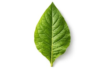 Fototapeta premium Tobacco leaf isolated with a bright white background for clear focus