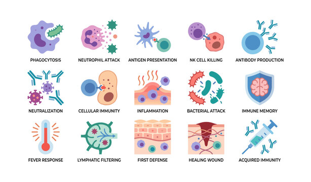 Immune system icons showing cellular responses and defense grid