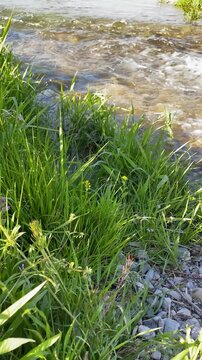 Vertical close up of lush green riverbank with tiny gnats in sunlight