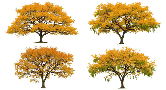 Set of 4 autumn Koelreuteria paniculata (commonly known as the goldenrain tree, pride of India, China tree, and the varnish) trees isolated png on a transparent background perfectly cutout