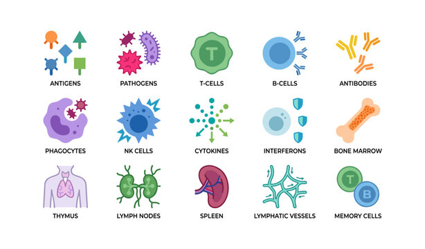 Immune icons showing cells organs and responses on white background