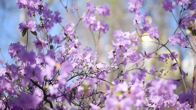 Rhododendron with purple pink petals blooming in spring garden, flowers trembles in the wind, springtime floral nature with azalea bloom, tranquil scene.