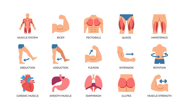 Human muscle icons showing muscle groups and movement actions on white