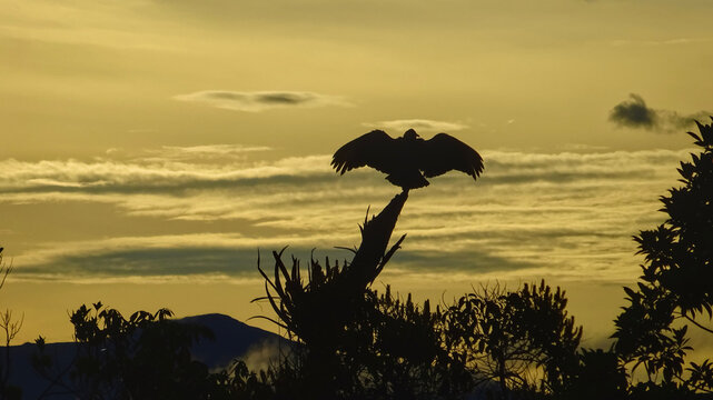Majestic silhouette of a Black Vulture spreading its wings on a tree top at sunrise in Rio Tek, Mount Roraima, Venezuela.