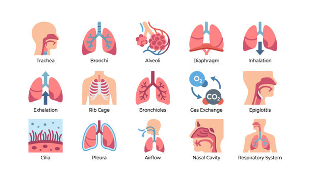 Respiratory organs and breathing process icons on white background