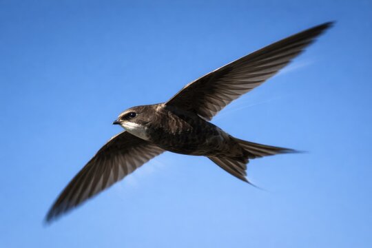 Eurasian swift bird capturing dynamic motion against a cloudless blue sky