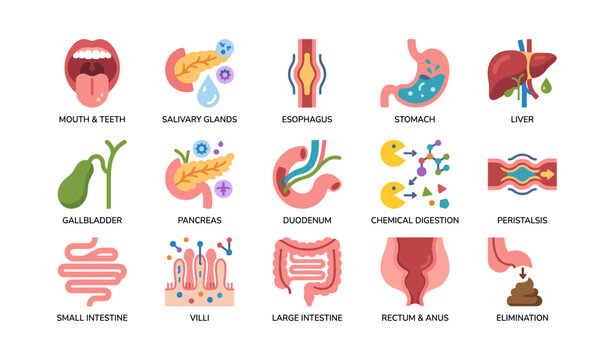 Digestive system organ icons and process diagrams on white background
