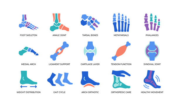 Foot anatomy icons showing bones, ligaments, care infographic