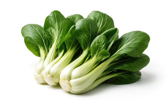 Green Pok Choi displayed on plain white background with copy space for message