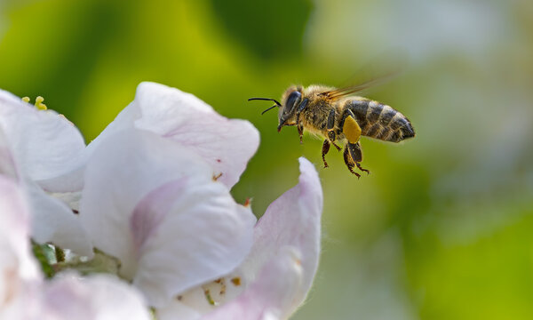 Close-up of a flying heavily loaded honey bee (Apis mellifera) at a white apple tree blossom
