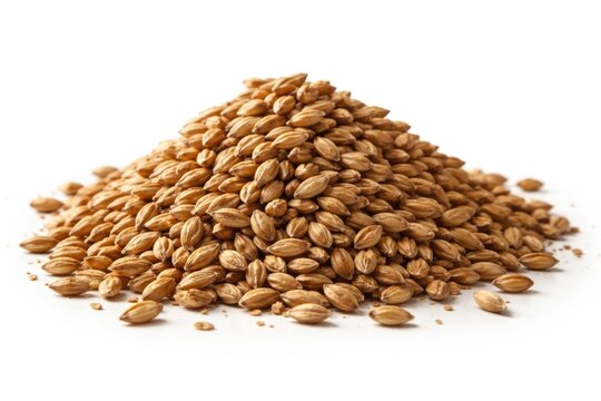 Malted barley grains stacked on a pure white flat surface