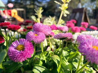 a vibrant cluster of colorful daisies, likely Bellis perennis, in full bloom. © Vovmar