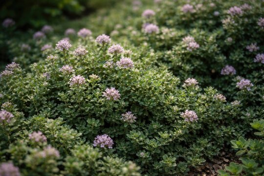 Wild elfin spice herb creeping thyme backdrop for digital poster print