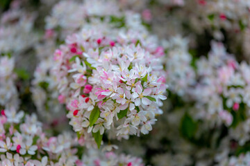 Fototapeta premium Selective focus of red pink flower of Malus floribunda on the tree with young green leaves, Japanese flowering crabapple, Purple chokeberry or showy crabapple, Nature floral pattern texture background