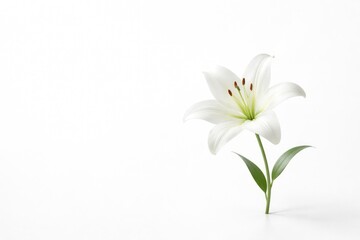 Naklejka premium Minimalist white background featuring one delicate lily flower and copy space