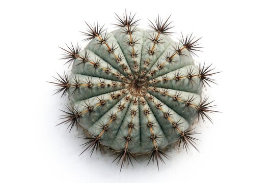 Copiapoa Cinerea cactus photographed from above with a stark white backdrop