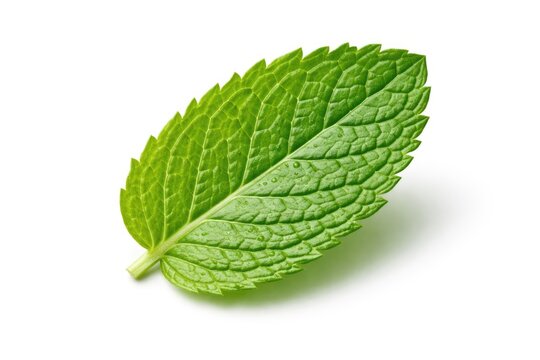 Isolated fresh mint leaf on smooth white backdrop featuring comprehensive depth of field
