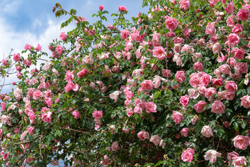 Fototapeta premium Pink climbing roses blooming against blue sky