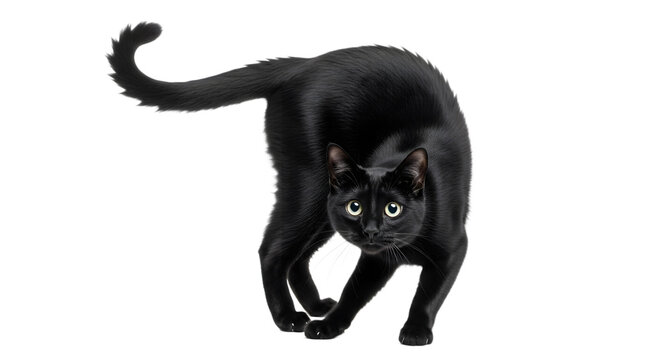 Black cat arching its back in a defensive posture isolated on transparent background