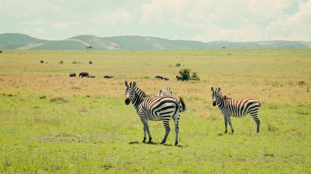 Zebra standing still at the center of the frame, immersed in greenery in an African safari in Kenya, within a small group of zebras, wide shot.