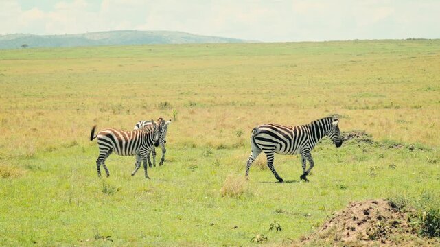 Group of Zebras immersed in greenery in Kenya, Masai Mara, wide shot.