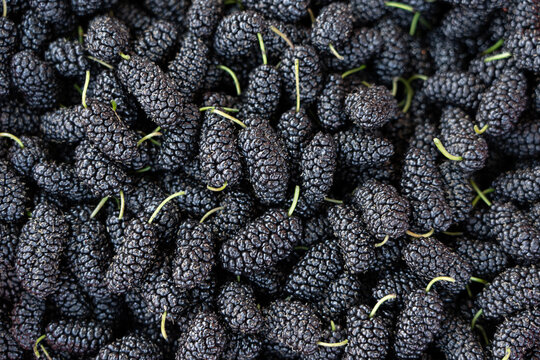 Fresh black mulberries displaying healthy ripe fruit background