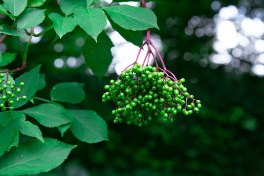 a beautiful hanging cluster of raw green unripe elderberry fruits growing on a tree branch surrounded by lush green leaves in the summer forest