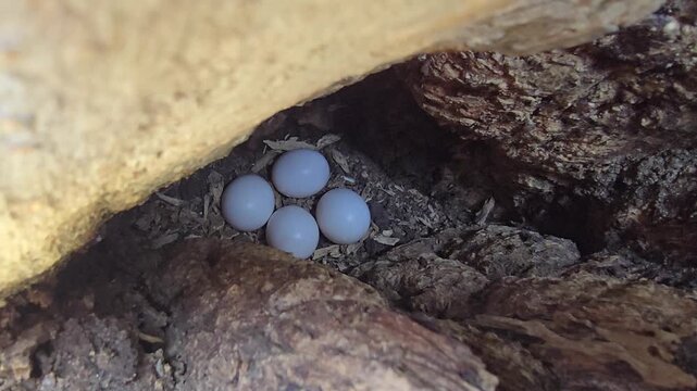 Indian Roller bird nest with four small white eggs, wild bird eggs hidden in tree hollow, organic wildlife nest tucked in textured wood bark