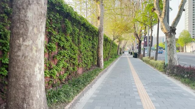 Empty Modern Sidewalk with Lush Green Ivy on a High Brick Wall