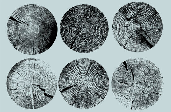 Set of tree stump prints with wooden silhouettes and concentric rings. Annual wood textures, cross section tree ring vector pattern for natural design. Cross section of tree stump slice with age rings