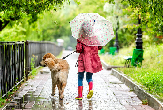 Back View Of Girl Walking A Golden Retriever With Umbrella On A Rainy Path