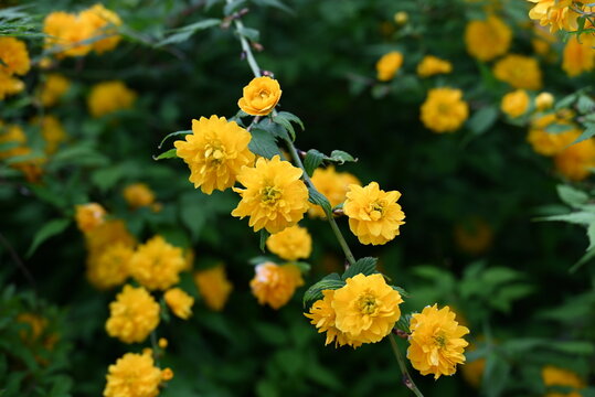 鮮やかな黄色い花が咲く春の山吹の風景 / Bright yellow kerria blossoms blooming in a lush spring garden

