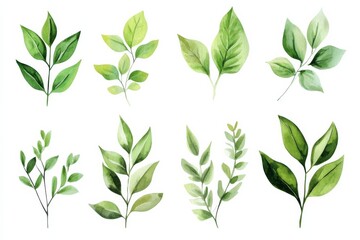 Fototapeta premium Different types of green leaves arranged in a grid showing various shapes and sizes