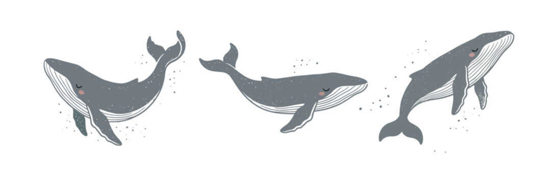 Set of Whales illustration in minimal flat style with neutral grey palette