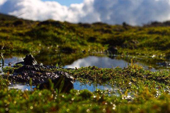 Moorland Puddles