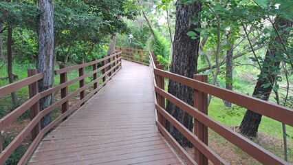 Obraz premium Wooden boardwalk trail winding through a lush green pine forest in a park