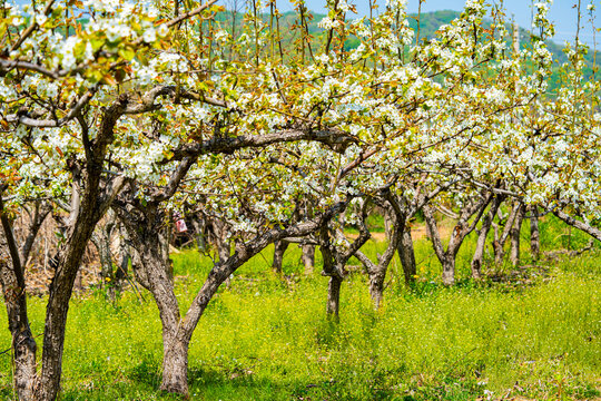 Bloosoms of the Nashi pear, Pyrus pyrifolia, in spring
