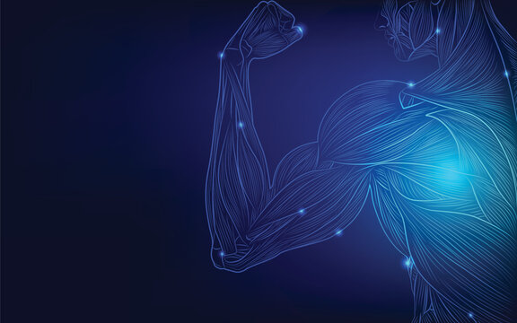 Futuristic glowing human muscle anatomy showing a flexed arm and upper torso, detailed muscle fibers in neon blue lines on dark background, concept of strength, fitness and medical science.