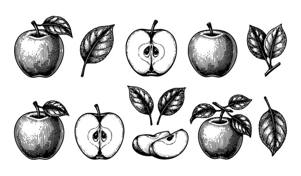 Vintage engraved apple set vector with hand drawn whole and sliced fruits and leaves isolated on white
