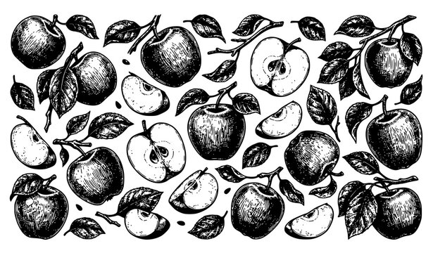 Antique style apple engraving vector with hand drawn fruits and leaves in natural scattered composition