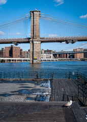 Fototapeta premium Brooklyn Bridge Pigeon