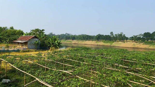 Peaceful village home with rural path, vegetable garden and calm river at Sylhet, Bnagladesh.