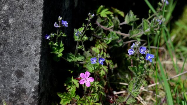 Speedwell and Herb-Robert, Geranium robertianium, growing by a grave stone in an old churchyard. Spring. UK
