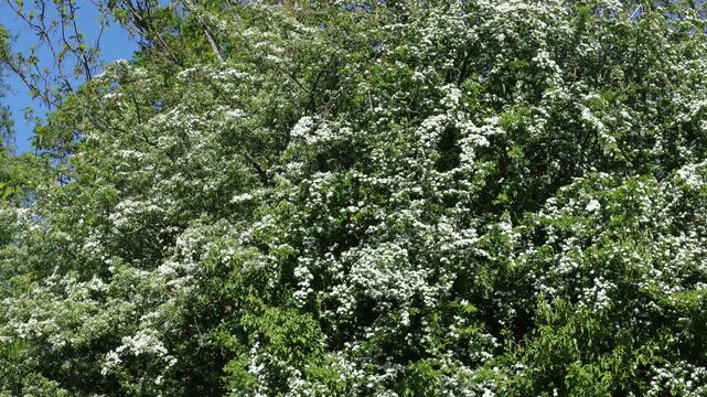 A Hawthorn Tree, Crataegus monogyna, in flower in Spring. UK