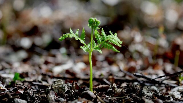 Newly emerged Bracken fronds Pteridium aquilinum, on woodland floor. Spring. UK