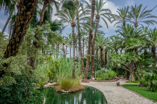 Palm trees of Elche, Spain. Unesco heritage site