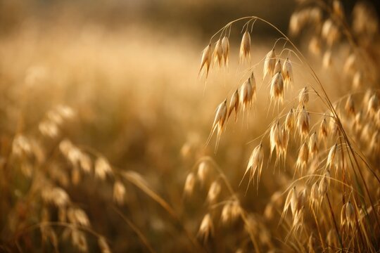 Wild oat crop Avena fatua sterilis with empty copy space for text placement